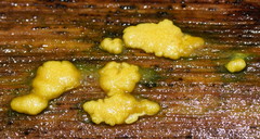 Trichoderma victoriense