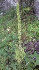 Umbilicus horizontalis