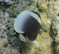 Chaetodon reticulatus