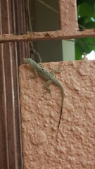 Anolis stratulus