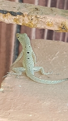 Anolis stratulus