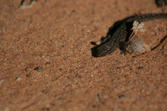 Gehyra variegata
