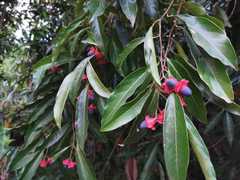 Licaria cervantesii