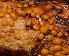 Trichoderma nothescens