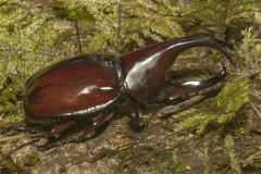 Xylotrupes macleayi szekessyi