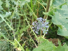 Allium caeruleum