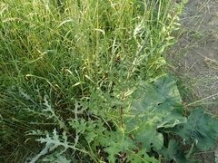 Echinops chantavicus