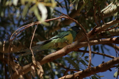 Barnardius zonarius zonarius