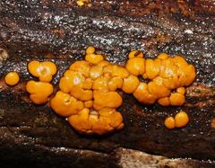 Trichoderma nothescens