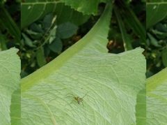 Oxyopes lineatus