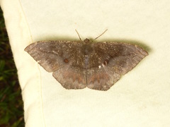 Sphacelodes vulneraria