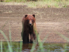 Ursus arctos sitkensis