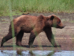 Ursus arctos sitkensis