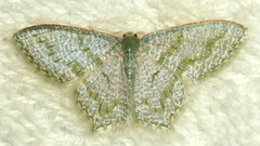 Chloropteryx opalaria