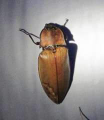 Oxynopterus mucronatus