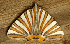 Pityeja histrionaria