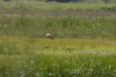 Canis latrans ochropus