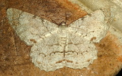 Epimecis anonaria