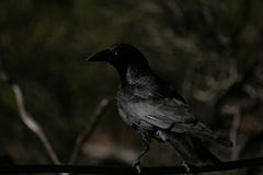 Corvus bennetti