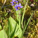 Sisyrinchium littorale - Photo (c) rolandwirth, μερικά δικαιώματα διατηρούνται (CC BY-NC), uploaded by rolandwirth