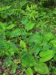 Astragalus neglectus