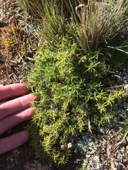 Scleranthus biflorus