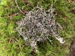 Platismatia stenophylla