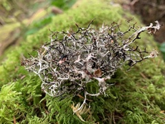 Platismatia stenophylla