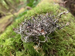 Platismatia stenophylla