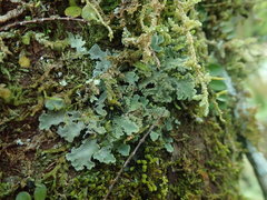 Pseudocyphellaria gretae