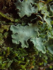 Pseudocyphellaria gretae