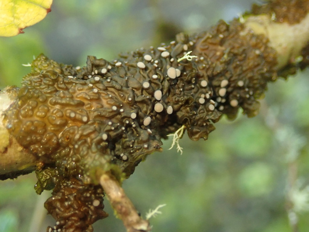 Collema glaucophthalmum
