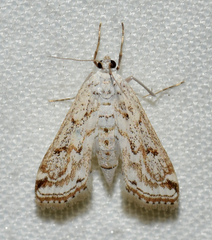 Parapoynx allionealis