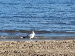 Larus argentatus