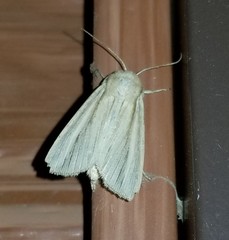 Mythimna oxygala