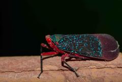Kalidasa lanata