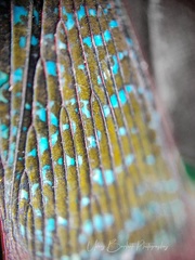 Kalidasa lanata