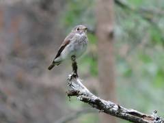 Muscicapa sibirica