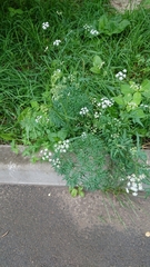 Cenolophium denudatum