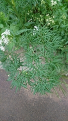 Cenolophium denudatum