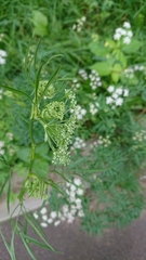 Cenolophium denudatum
