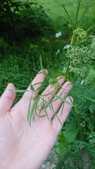 Cenolophium denudatum