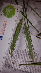 Elymus virginicus halophilus