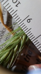 Elymus virginicus halophilus