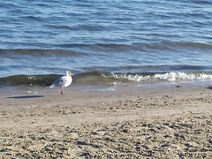 Chroicocephalus ridibundus