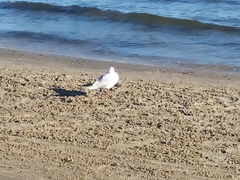 Chroicocephalus ridibundus