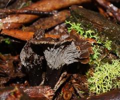 Craterellus australis
