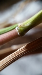 Elymus virginicus halophilus