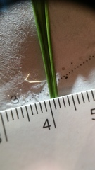 Elymus virginicus halophilus