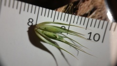 Elymus virginicus halophilus